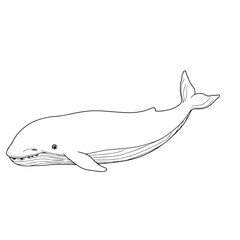 Whale  line art vector on white background