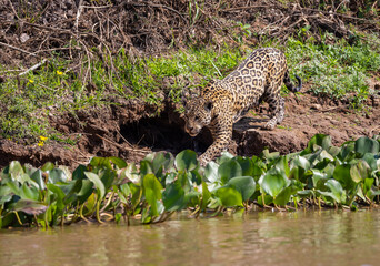 Jaguar entering the water hunting for hidden Caiman in the Pantanal wetlands in Brazil