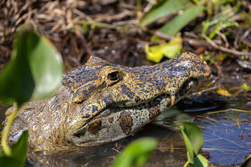 Wild Caiman in the Pantanal river in Brazil waiting for some prey