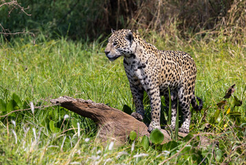 Jaguar observing the wetland hunting for hidden Caiman in the Pantanal wetlands in Brazil