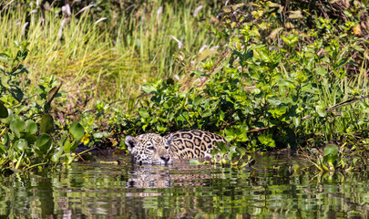 Jaguar with reflection swimming in the water hunting for hidden Caiman in the Pantanal wetlands in Brazil
