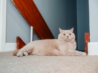 Handsome British short hair cat with light brown fur color laying on a floor of hall in a house....