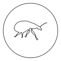 Weevil insect pest icon in circle round black color vector illustration image outline contour line thin style