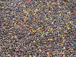 Coffee beans drying in the sun in the hot Vietnamese sun