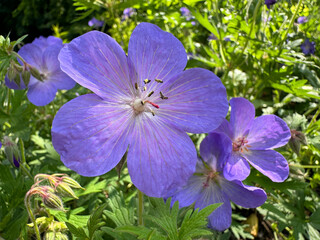 Geranium pratense Meadow Cranesbill blue purple flowers.