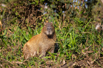 Alert Capybara observing the Pantanal wetlands in Brazil