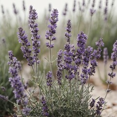 Obraz premium A delicate lavender plant with purple flowers and slender stems against a clear white background.
