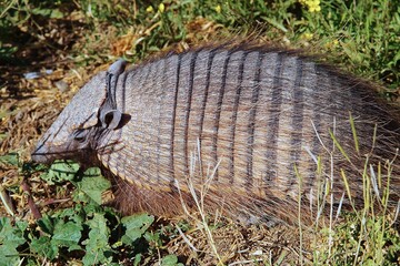 パタゴニア、バルデス半島に生息する穴を掘るアルマジロ