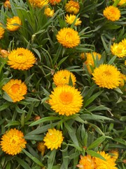 yellow flowers in the garden