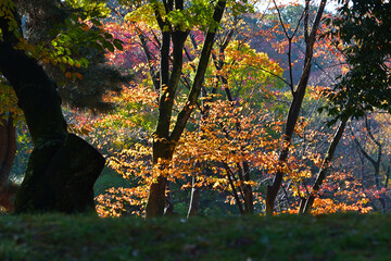 色づいた落葉樹の葉っぱが朝陽に輝いていいる風景
