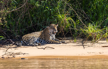 Female Jaguar reacting to the presence of a male Jaguar along the river bank  in the Pantanal wetlands in Brazil