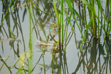 沼地で産卵するギンヤンマ