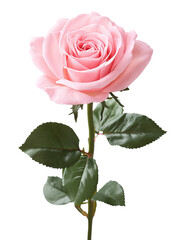 Obraz premium Soft pink rose isolated on white background with green leaves