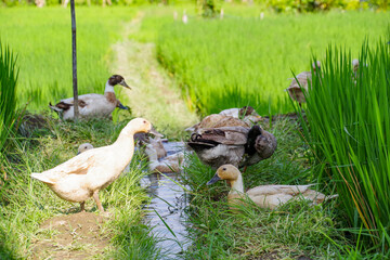 合鴨を使った有機農法の米造りをするバリ島の田んぼ