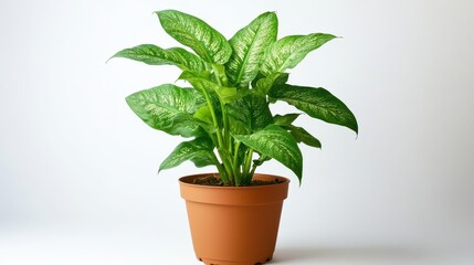 Vibrant houseplant in terracotta pot.