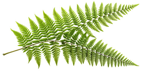 Fern Branch with Complete Leaves, Transparent Background. Perfect for: Botanical festivals, forests, eco-events