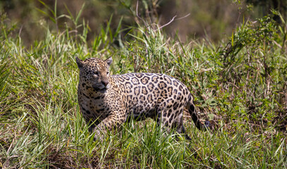 Jaguar observing the river bank hunting for hidden Caiman in the Pantanal wetlands in Brazil