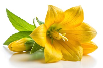 Fototapeta premium yellow flower on white background
