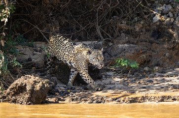 Jaguar observing the river bank hunting for hidden Caiman in the Pantanal wetlands in Brazil