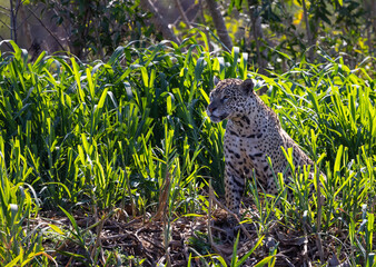Jaguar observing the wetland hunting for hidden Caiman in the Pantanal wetlands in Brazil