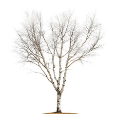 Obraz premium tree without leaf on white background