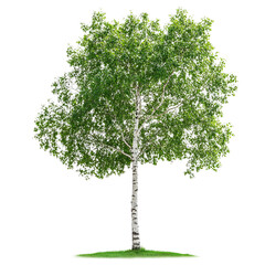 tree isolated on white background