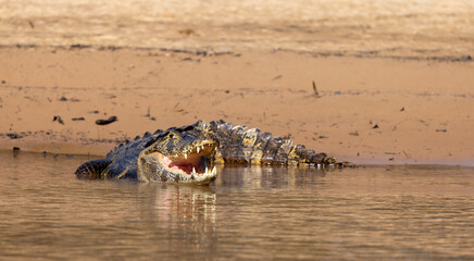 Wild Caiman with reflection in the Pantanal river in Brazil waiting for some prey