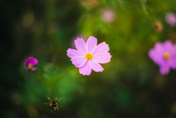 Obraz premium Flower garden with beautiful colorful flowers