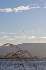 Golden light over lake with plane in background, new zealand