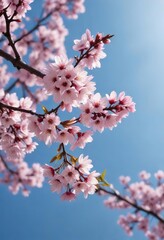 Fototapeta premium Cherry blossom branch in the distance against a clear blue sky , soft focus photography, blue sky with white clouds, natural beauty