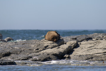 sea lion on the rocks with ocean in background, kaikoura, new zealand