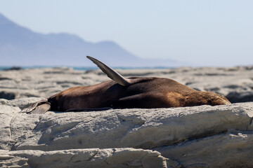 sea lion on the beach