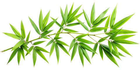 Obraz premium Bamboo Branch with Overlapping Green Leaves, Transparent Background. Perfect for: Lunar New Year, China, Zen gardens