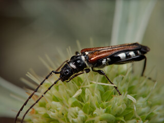 Stenopterus ater