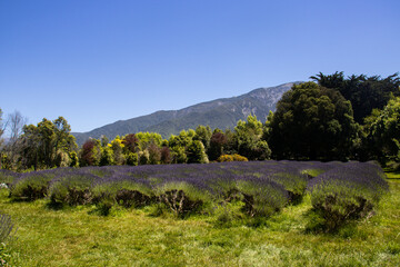 landscape with mountains and blue sky and lavenders, new zealand