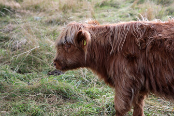 Highland cows in a field - Loch Leven Heritage Trail - vane farm - Perth and Kinross - Scotland - UK