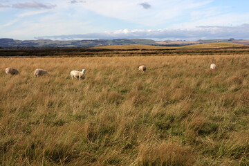Loch Leven Heritage Trail - Bishop hill - Kinross - Perthshire - Scotland - UK