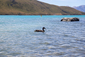 ducks in the lake in summer new zealand