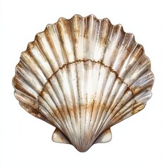 Fototapeta premium A beautiful, natural sea shell with a scalloped texture and a mix of colors, showcasing the elegance of marine life.