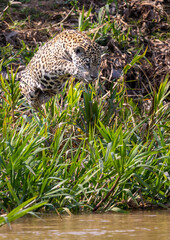 Jumping Jaguar attacking a hidden Caiman in the Pantanal wetlands in Brazil