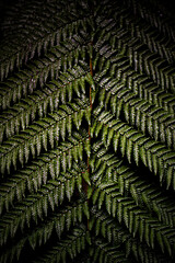 green fern leaves, new zealand
