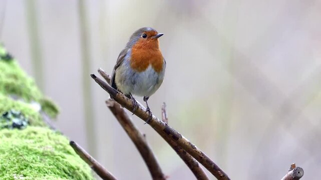 Cute Robin bird sitting on a dead tree's branch and looking around against blur background