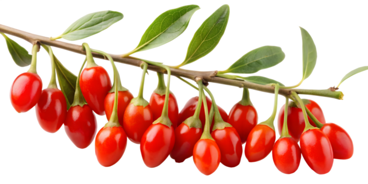 Goji Berry Branch with Red Gradient Fruits, Transparent Background. Perfect for: Wellness events, China, herbal markets
