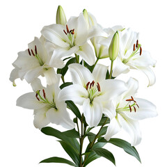 white lilies with a white background