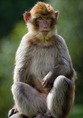A close up of a juvenile Barbary Macaque (Barbary Ape) 