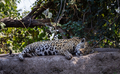 Cute Jaguar resting at the river in the Pantanal wetlands in Brazil