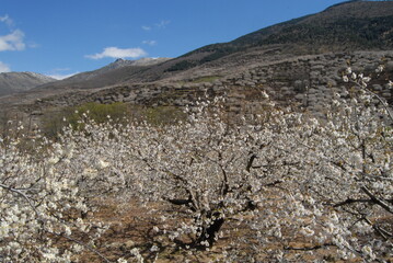valle del Jerte y cerezos