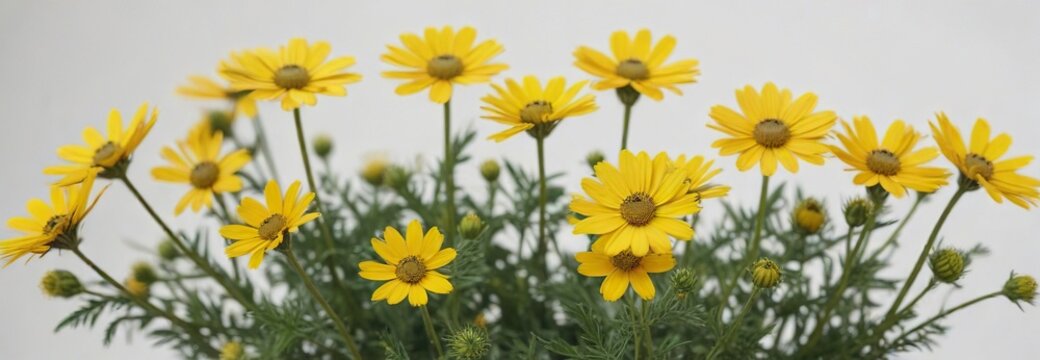 Yellow Euryops pectinatus on white background with blurred background, yellow flowers, flowers, euryops
