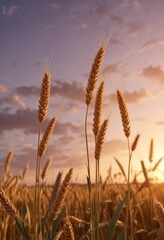 Obraz premium Wheat stalks swaying in the breeze during sunset, rural life, sunset
