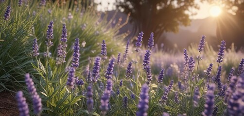 Obraz premium Soft petals of lavender unfold in the morning light amidst delicate foliage, nature, blue, lavender